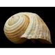 Snail Shell Snail Shell - Laminated Poster Print - 12 Inch by 18 Inch with Bright Colors and Vivid Imagery