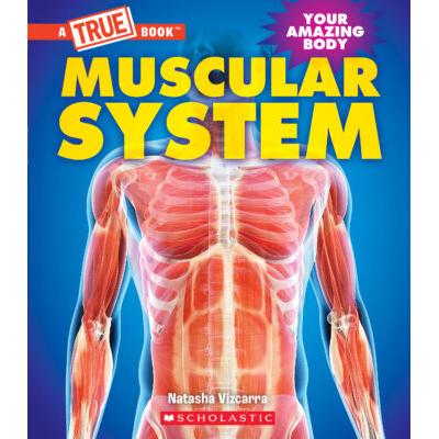 A True Book: Muscular System (paperback) - by Natasha Vizcarra