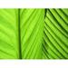 Leaves Frame Green Plant Fibres - Laminated Poster Print - 12 Inch by 18 Inch with Bright Colors and Vivid Imagery