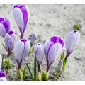 Boston Seeds Whale Shark Crocus Bulbs (200 Bulbs)