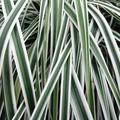 Carex oshimensis Evercolour® ‘Everest’ - Evergreen Japanese Sedge