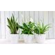 Air-Purifying Houseplant Collection, Six Plants