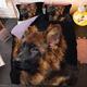 Super King Duvet Cover Set Christmas Duvet Cover Set Pet Animal Dog German Shepherd Duvet Cover With Zipper Closure + 2 Pillowcases - Ultra Soft Hypoallergenic Microfiber Quilt Cover Bedding Sets