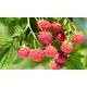 Raspberry Autumn Bliss Potted Plants, Five Plants