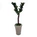 Vandue Corporation Modern Home Real Preserved Boxwood Monogram Letter V Tree in Pot Preserved | 13 H x 4.5 W x 3 D in | Wayfair POTTEDBOXWOOD-V