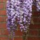 Wisteria floribunda Black Dragon - Japanese Wisteria, Grafted Plant in 9cm Pot