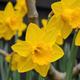 Thompson & Morgan 20 x Daffodil (narcissus) Golden King Alfred Bulbs