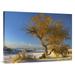 Global Gallery 30 x 40 in. Fremont Cottonwood Tree Single Tree in Desert - White Sands National Monument - Chihuahuan Desert New Mexico Art Print - Tim Fitzharris