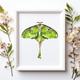 Luna Moth Wall Art PRINT, Insect Art, Entomology Illustration, Green Moth Print from Original Watercolour Painting