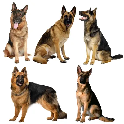C249 # Deutscher Schäferhund Wandaufkleber Badezimmer Toilette Dekor Wohnzimmer Schrank Image