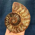 1pc Natürliche ammoniten conch Kristalle stein mineral probe healing Sammlung hause dekoration