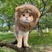 KAOU Cute Lion Style Dog Cat Hat Super Soft Breathable Friendly to Skin Lightweight Novelty Pet Hat Headwear Photography Prop Lion