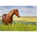 1000 PCS Jigsaw Puzzles 29.5 x 19.7 Artwork Gift for Adults Teens Horse in Flower Field Wooden Puzzle Games