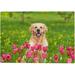 Coolnut Wooden Jigsaw Puzzles 1000 Pieces Golden Retriever Sits in Tulip Field Educational Intellectual Puzzle Games for Adults Kids 29.5 x 19.7