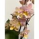 Aromio Scented Phalaenopsis mini Orchid, 7cm pot, real orchid plant, fully bloomed