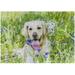 Dreamtimes Wooden Jigsaw Puzzles 1000 Pieces Cute Golden Retriever in The Field of Flowers Educational Intellectual Puzzle Games for Adults Kids 29.5 x 19.7