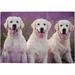 1000 PCS Jigsaw Puzzles 29.5 x 19.7 Artwork Gift for Adults Teens Beautiful Retriever Dogs On Lavender Field Wooden Puzzle Games