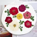 60pcs Pressed Dried Red Yellow Pink Rose Flower Plants Herbarium For Jewelry Bookmark Scrapbook