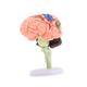 KOMBIUDA Brain Structure Model Mannequin Human Body Model for Kids Manikin Classroom Study Display Model Human Brain Model Brain Model for Neuroscience Anatomy Model Toy Child Pvc Puzzle