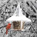 Birds Choice Squirrel Proof Hanging Sky Cafe Bird Feeder Plastic | 20 H x 17 W x 17 D in | Wayfair AR360