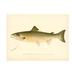 Dovecove The Atlantic Salmon - Wrapped Canvas Graphic Art Canvas in Yellow | 14 H x 19 W x 2 D in | Wayfair 47E85E0BCC2041638474B5B93CBA488D