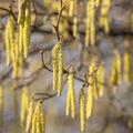 Hazel Hedging (10 plants)