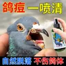 Medicina specifica per piccioni per piccioni da corsa giovani piccioni artigli di Canthus cavità