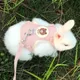 Cartoon Print Cat Rabbit Harness and Leash Set Bunny Rabbits Pet Accessories Bunnies Vest Clothes