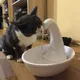 Automatic Cat Water Dispenser Swan Flowing Fountain For Cat Dog Electric Pet Water Dispenser Cat