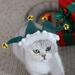Santa Claus Cap Pet Santa Hat Christmas Decoration Pet Scarves With Bell Adjustable And Washable