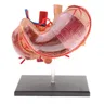 Modello anatomico dello stomaco umano in scala 2/3 e dello stomaco umano statua dello stomaco umano