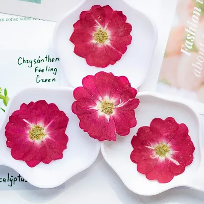 3-4.5cm/24PCS,Natural color Chinese rose head,Pressed dry flower petals DIY face makeup drop glue table lamp bookmark phone case