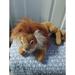 Disney Toys | Disney Animal Kingdom Plush Lion Authentic Parks Worldwide Conservation Fund 15" | Color: Brown | Size: Osbb