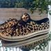 Kate Spade Shoes | Kate Spade, Sneakers, Leopard Print, Size 10 | Color: Black/Tan | Size: 10