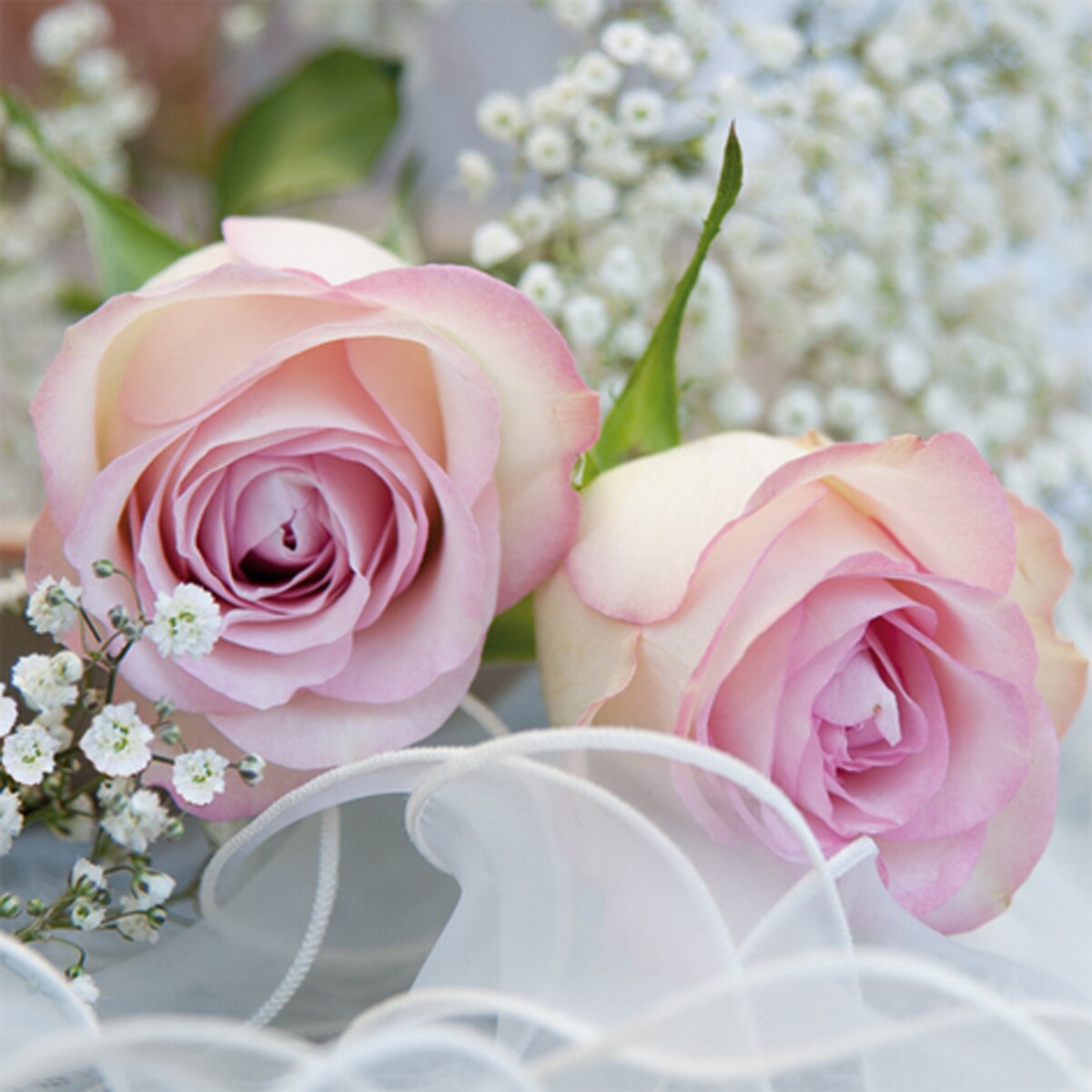 ti-flair 20 Servietten Papier 33x33cm 3-lagig - hochwertige Einweg Papierservietten Hochzeitsservietten Motivservietten zarte Rosen Blumenmotiv Rose Weiß Image