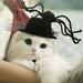 KIHOUT Deals Pet Halloween Hat Cap Party Costume Cosplay Accessories Cats Dogs