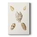 Pastel Knorr Shells VI Premium Gallery Wrapped Canvas - Ready to Hang