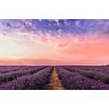 Purple Lavender Fields Under Pink Sky - 5000 Piece Wooden Jigsaw Puzzle - Puzzle Gift Modern Home Decor