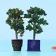 Plantes d'arbres fruitiers miniatures plantes de jardin dégradées plantes de courses accessoire