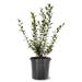 American Plant Exchange Fruit Bush Live Austin Rabbit Eye Blueberry,5-Gallon Pot | 18 H x 10 D in | Wayfair BLUEBERRYAUSRABEYE05