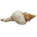 Fish Tank Shell Decoration Garden Statue Sculptures Home Conch Tabletop Ornament