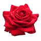 Hybrid Tea Rose Plant - Loving Memory - 1 x Bare Rooted Plant - Garden Ready + Ready to Plant - Premium Quality Plants