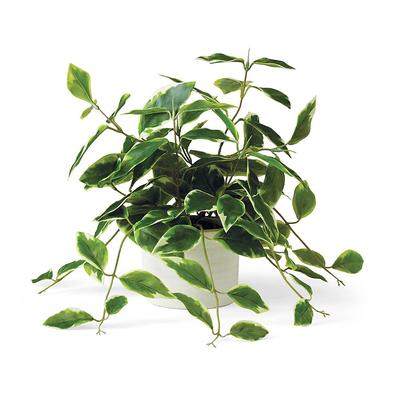 Outdoor Potted Hoya Leaf - Frontgate