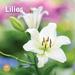 Bright Day Company Lilies 2024 Wall Calendar