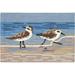 Frontporch Indoor/Outdoor Hand Tufted Durable Area Rug - Transitional Coastal Multicolor (Sandpipers Lake) (2 6 X 4 )