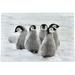 SKYSONIC 500PCS Jigsaw Puzzles Emperor Penguin Adult Children Intellective Toy Puzzles Game Modern Home Decoration