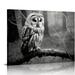 COMIO Black and White Owl Canvas Wall Decor Bird Artwork Wild Animal Owls on Branch Forest Night Landscape Picture Prints Poster for Home Living Room Bedroom Bathroom Decorations