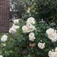 White Climbing Rose Bush 'Iceberg' (Bare-Root) Free UK Postage