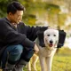 Orage instituts d'anlande pour chiens cache-oreilles réglables pour animaux de compagnie réduction