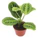 LeCeleBee Lemon Lime Prayer Plant - Maranta - Rare Variety Live House Plant - Tropical Decor - Unique Real Plants Interior Garden Outdoors Supplies - Small Pot - 4 Inch Potting Decor